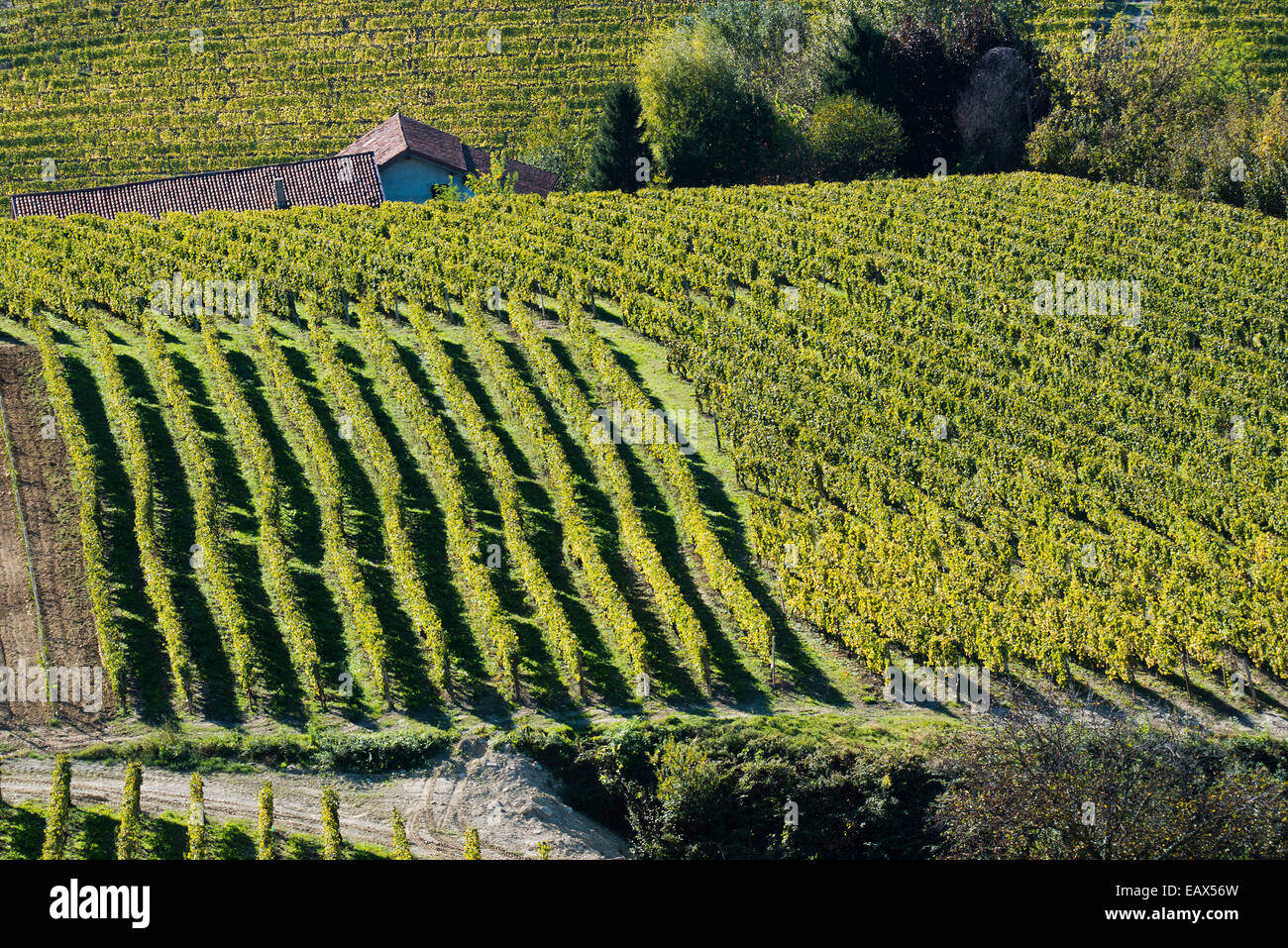 L'Italia,panorama di vigneti del Piemonte: Langhe-Roero e Monferrato nella Lista del Patrimonio Mondiale UNESCO Foto Stock