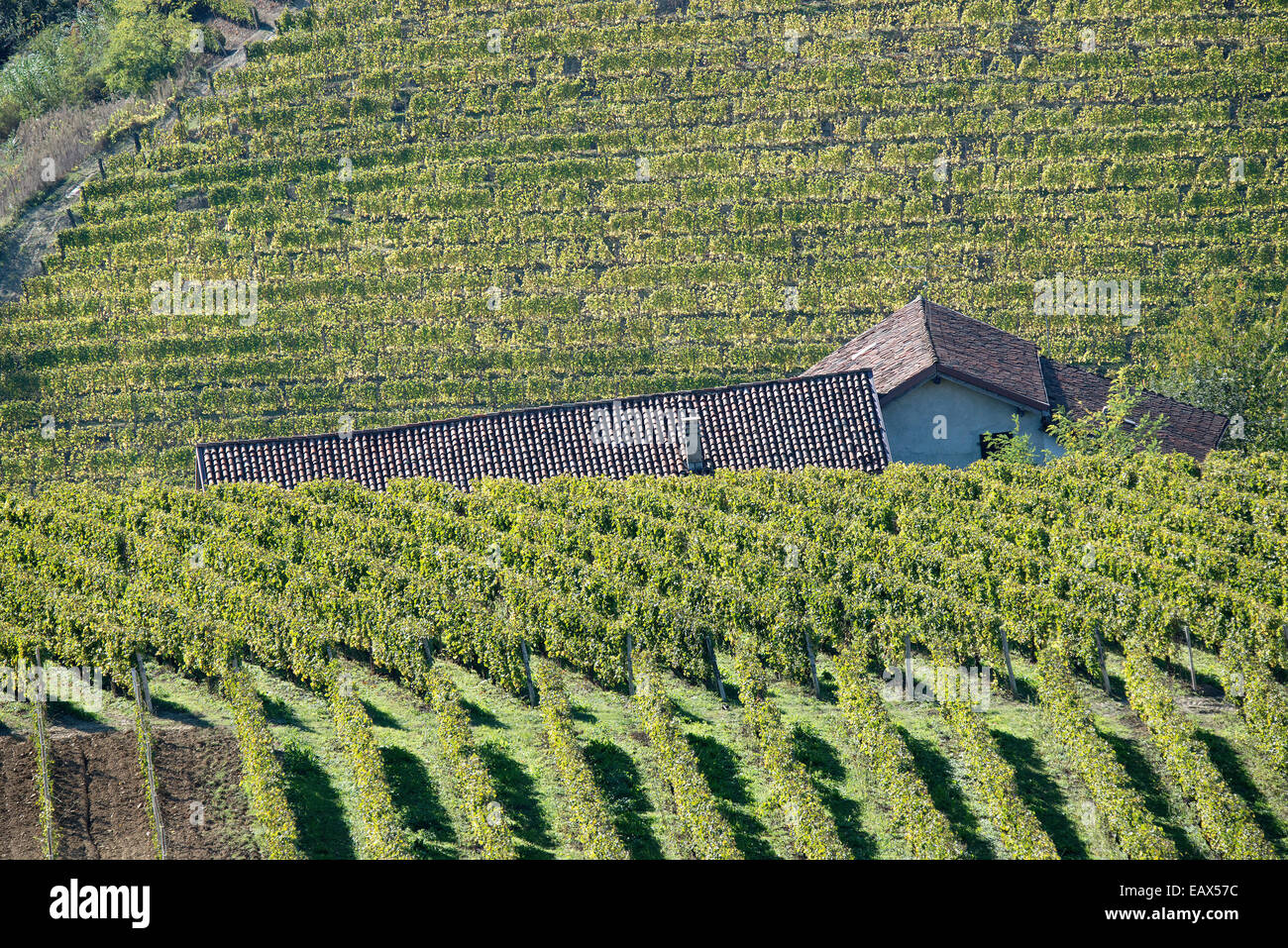 L'Italia,panorama di vigneti del Piemonte: Langhe-Roero e Monferrato nella Lista del Patrimonio Mondiale UNESCO Foto Stock