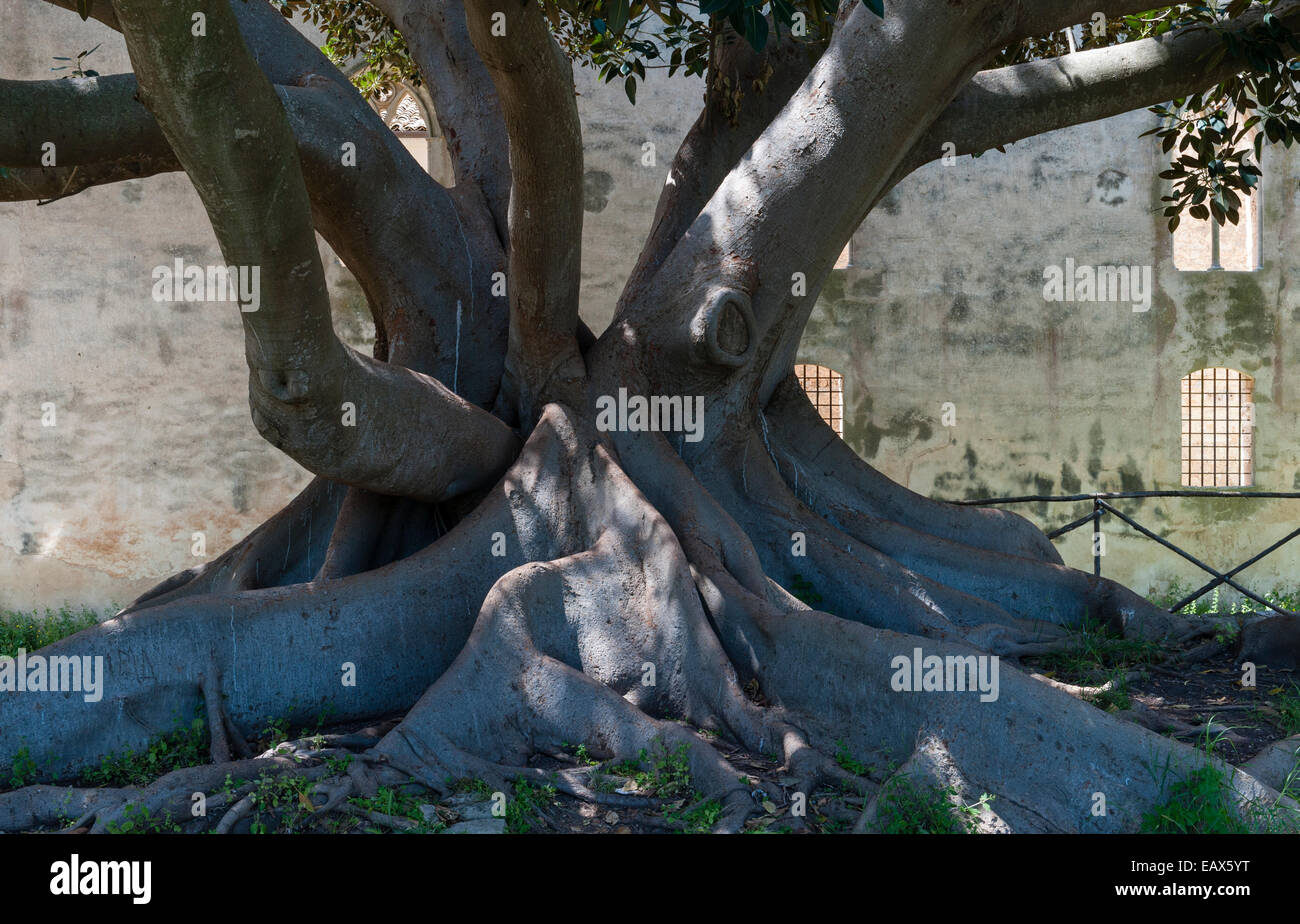 Un enorme fico piangente (Ficus benjamina) all'esterno del 14c castello di Donnafugata, vicino Ragusa, Sicilia, Italia Foto Stock