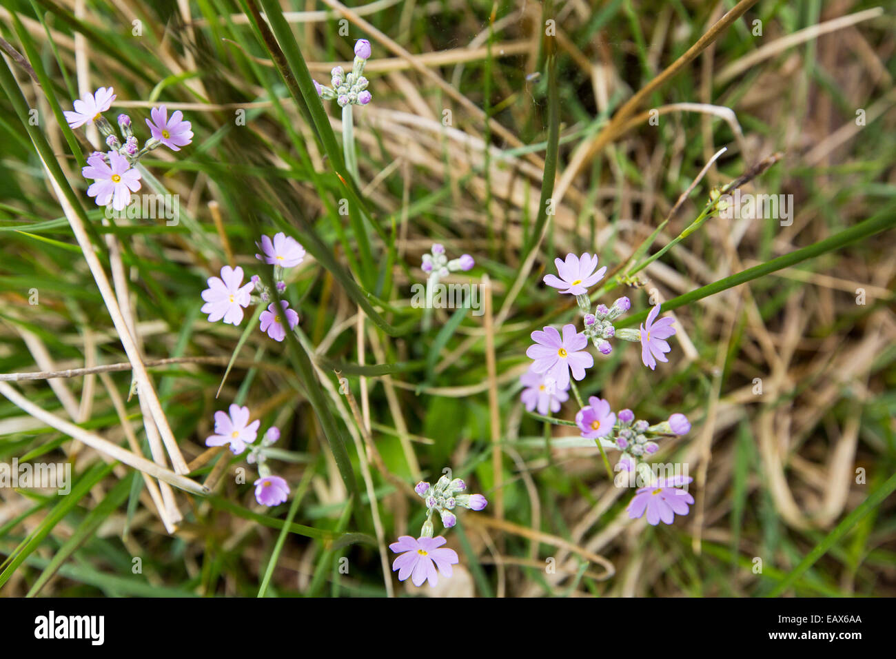 Birds Eye Primrose, Primula farinosa crescente nel distretto del lago, UK. Foto Stock