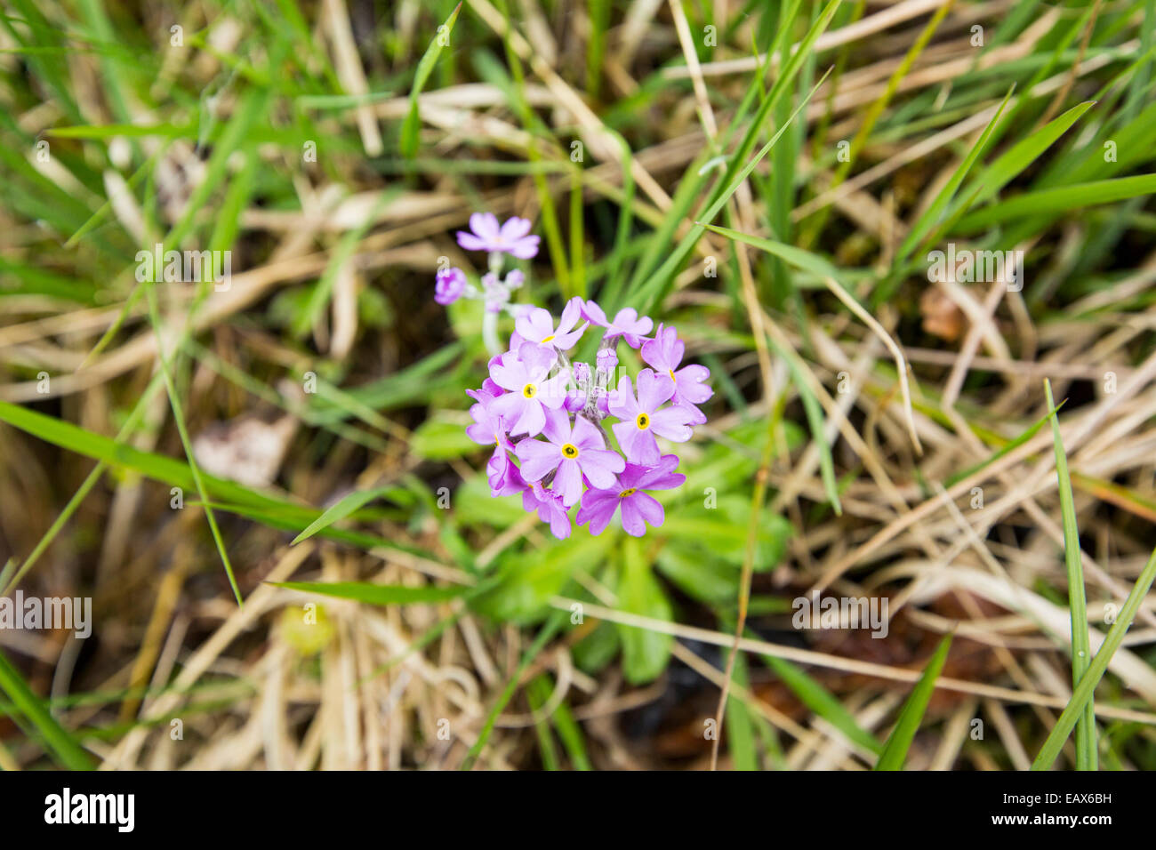 Birds Eye Primrose, Primula farinosa crescente nel distretto del lago, UK. Foto Stock