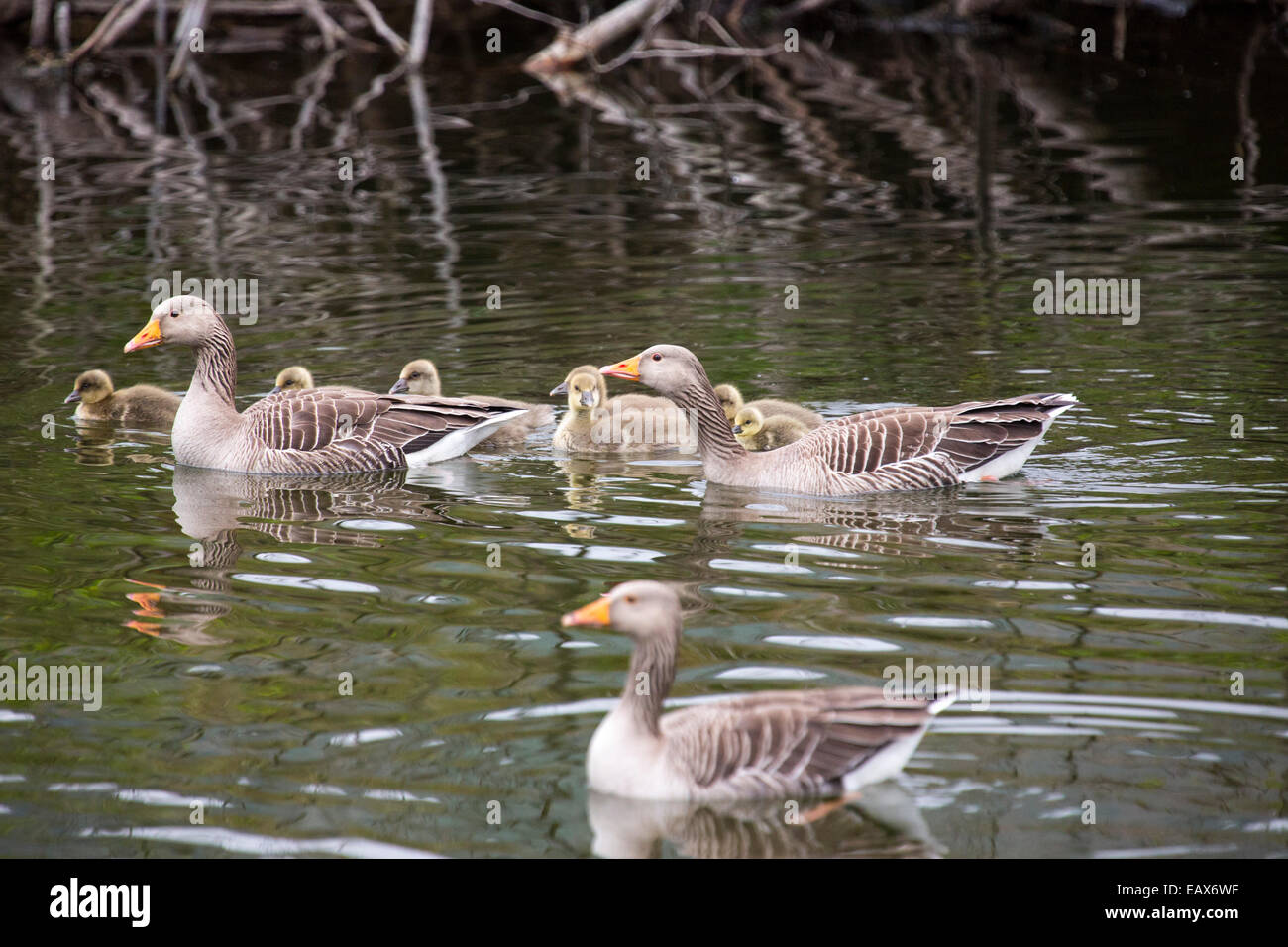 Graylag oche e i giovani sulla Derwent Water, Lake District, UK. Foto Stock