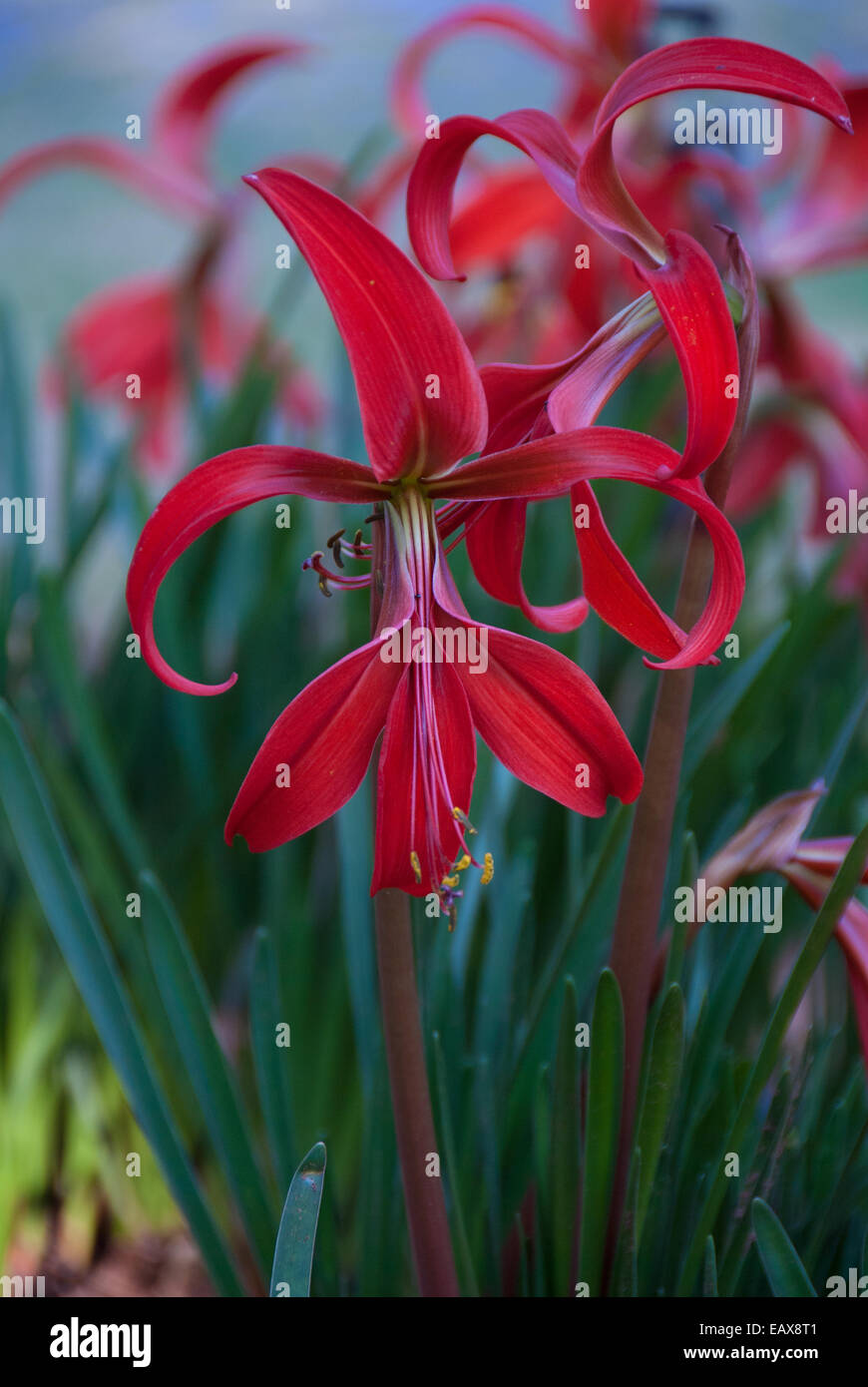 Chiusura del giglio rosso fiore nel giardino esterno. Foto Stock