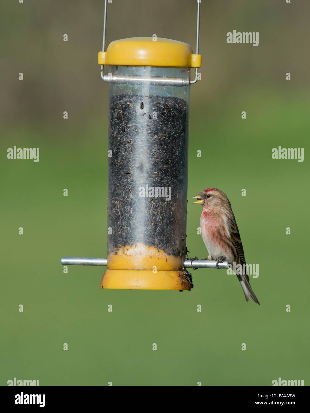 Maschio Redpoll minore. (Carduelis cabaret) arroccato su bird feeder.L'inverno. Regno Unito Foto Stock