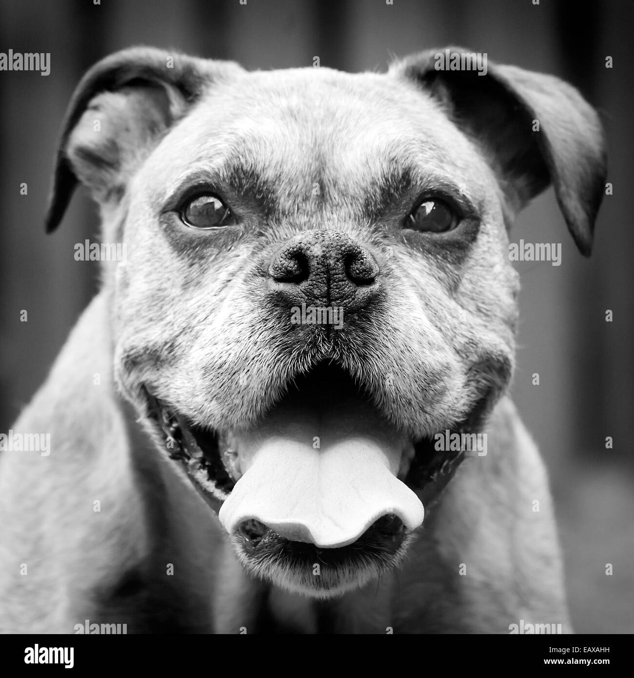 Il vecchio cane boxer ritratto con la lingua di fuori. Foto Stock