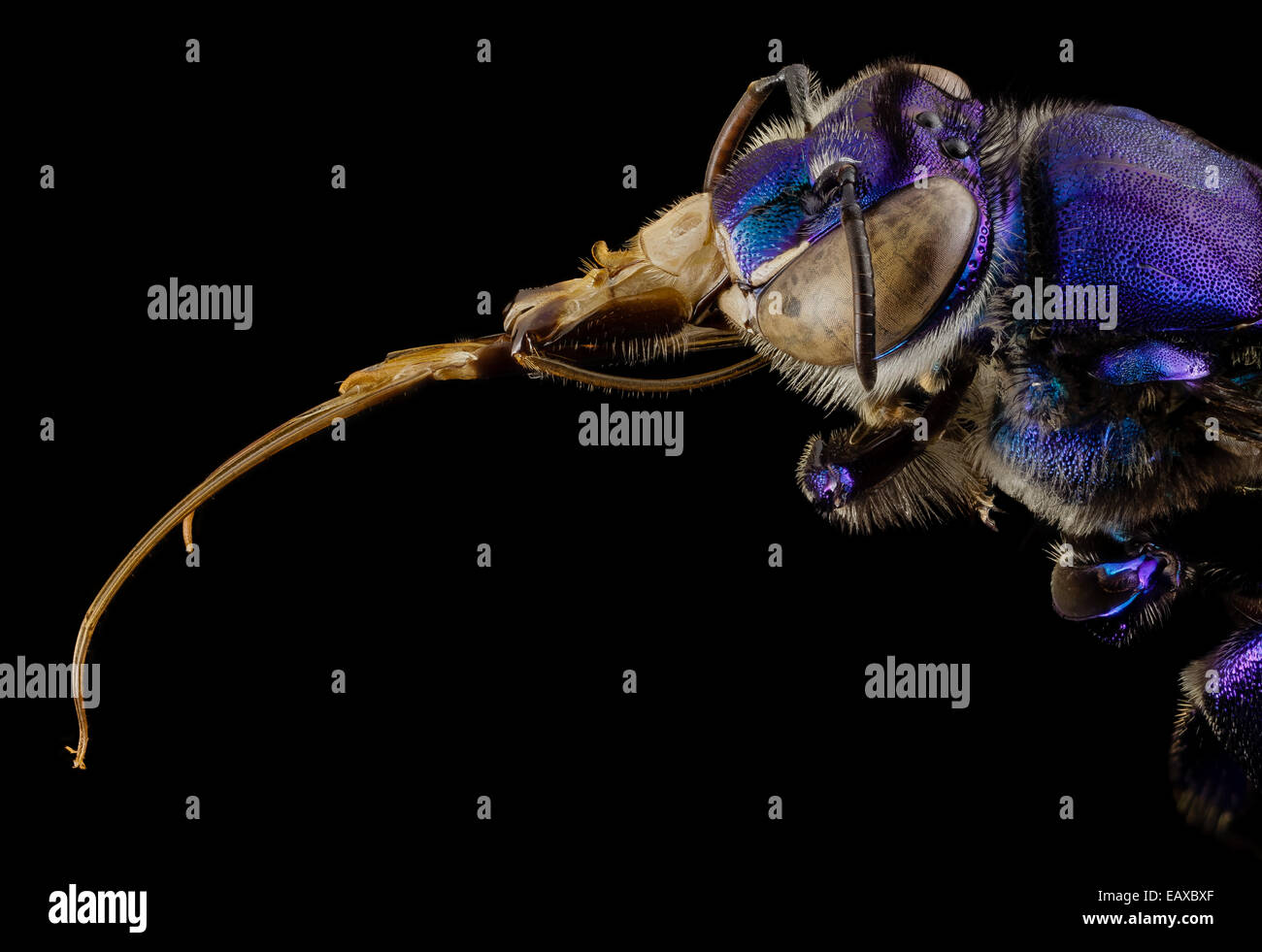 Un'ape orchidea maschile (Euglossa) in Guyana, che mostra la sua colorazione iridescente mentre raccoglie profumi floreali. Le api orchidee svolgono un ruolo cruciale nell'impollinazione negli ecosistemi tropicali. Foto Stock