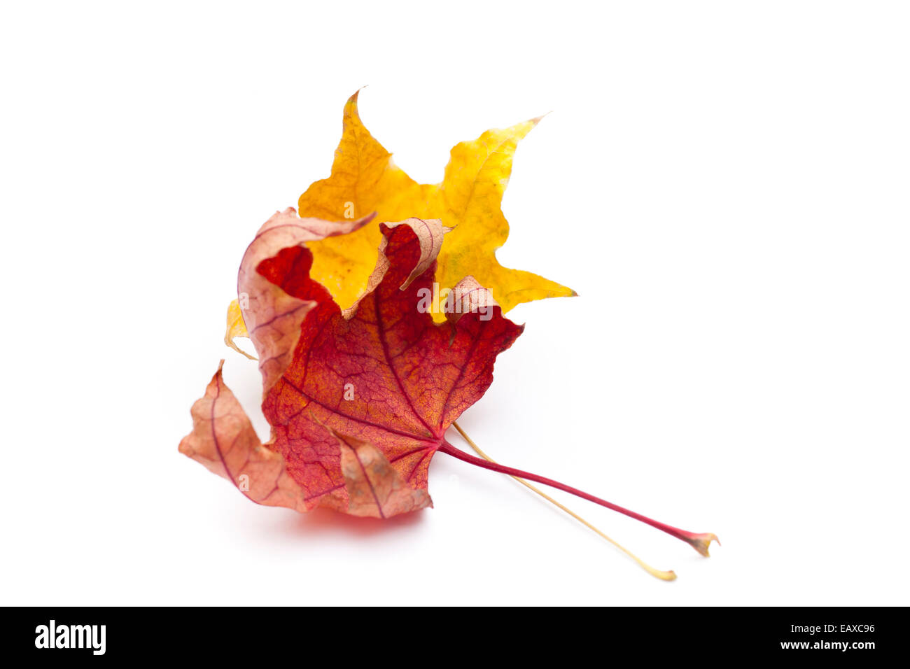 Asciugare le foglie di autunno isolati su sfondo bianco. Foto Stock