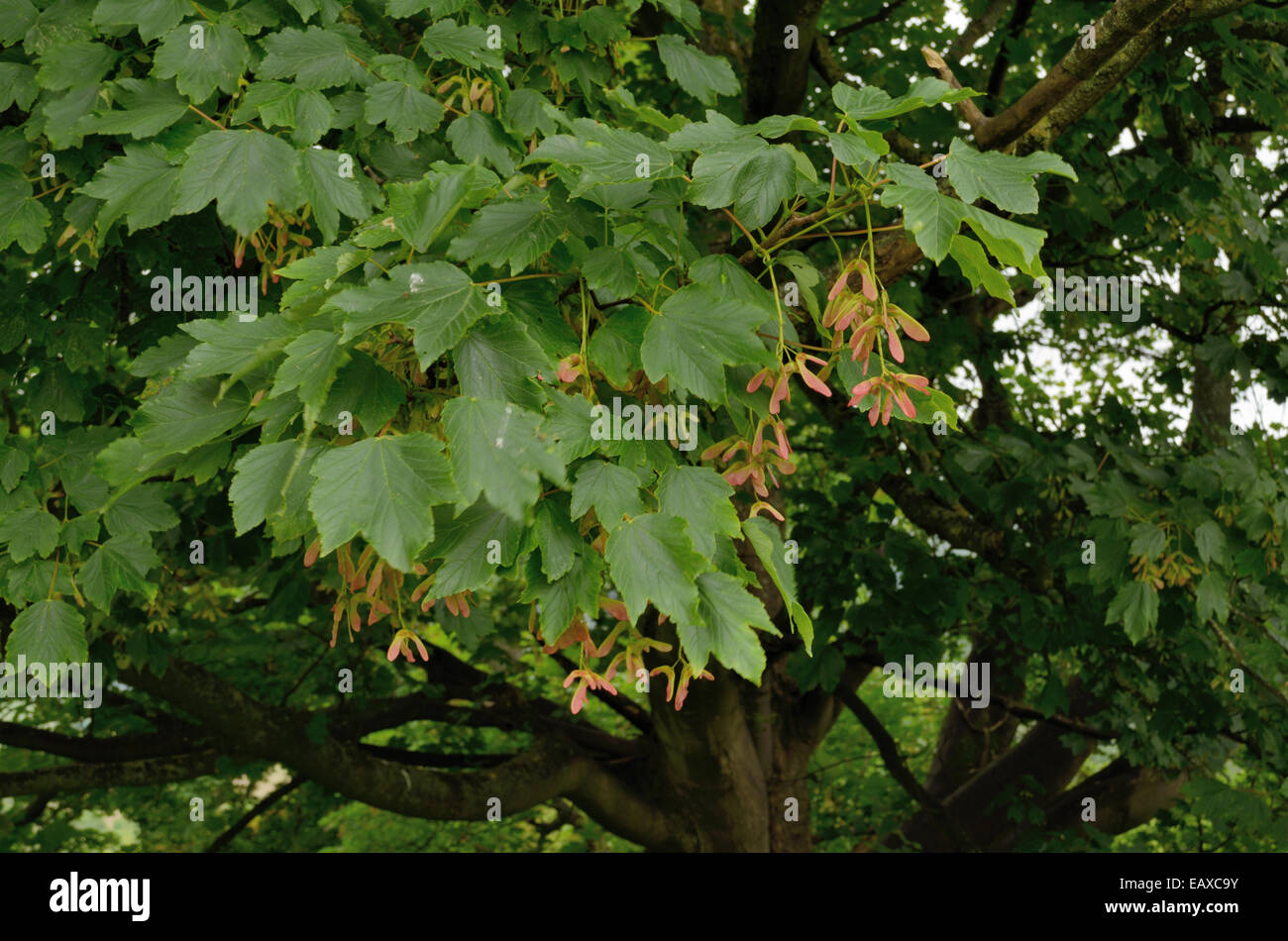 Platano, Acer pseudoplatanus, giovane "chiavi' Foto Stock