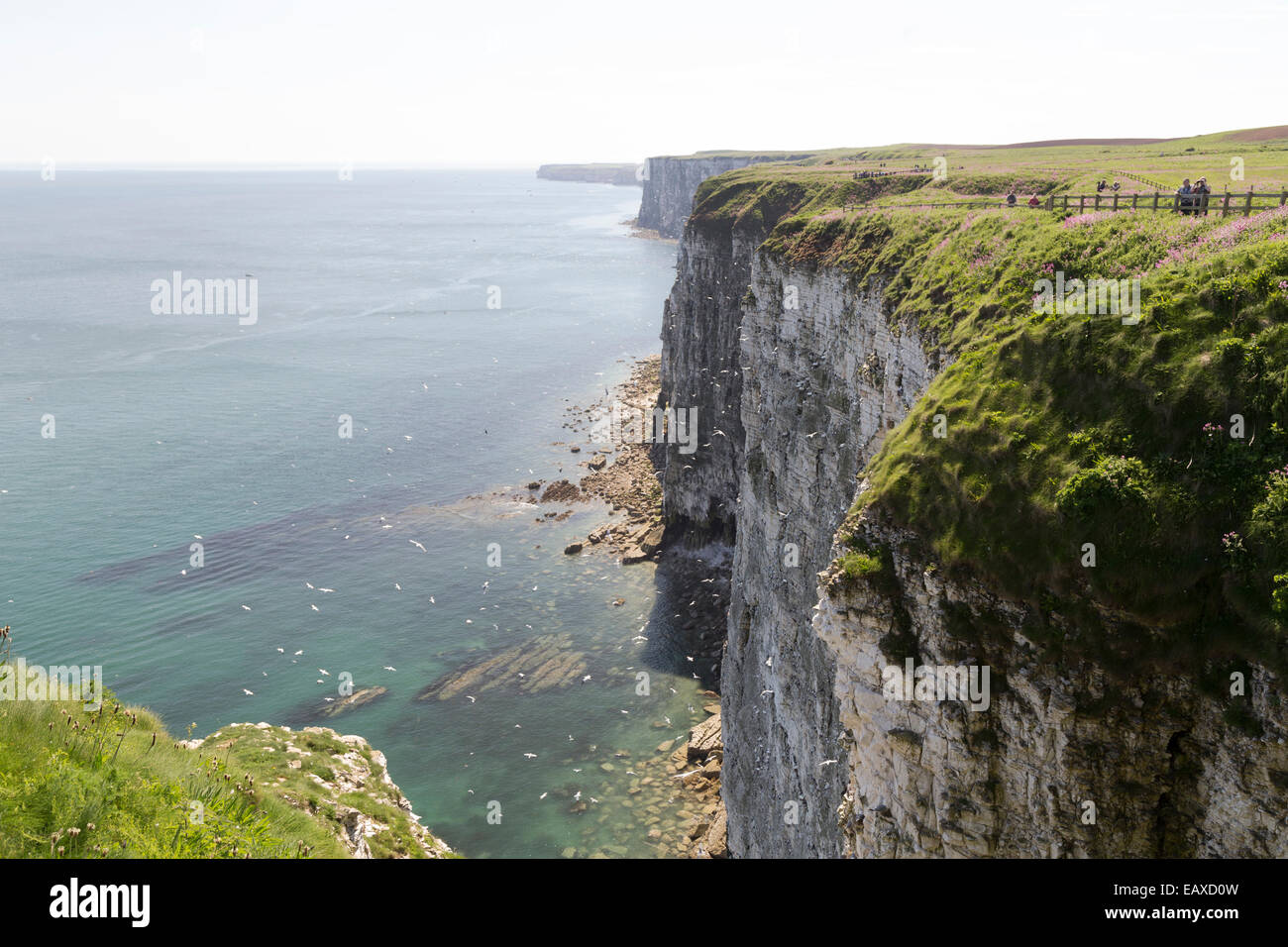 Regno Unito, Yorkshire, Bempton Cliffs, vista lungo la scogliera in direzione di Flamborough da Bempton. Foto Stock