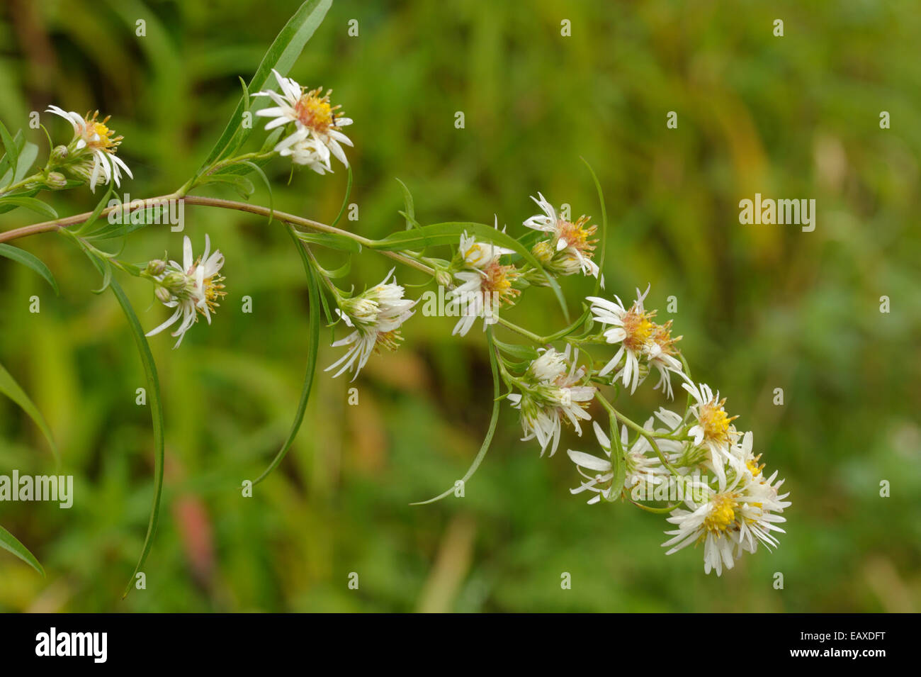 A stretta lasciava Michaelmas-daisy, Aster lanceolatus Foto Stock