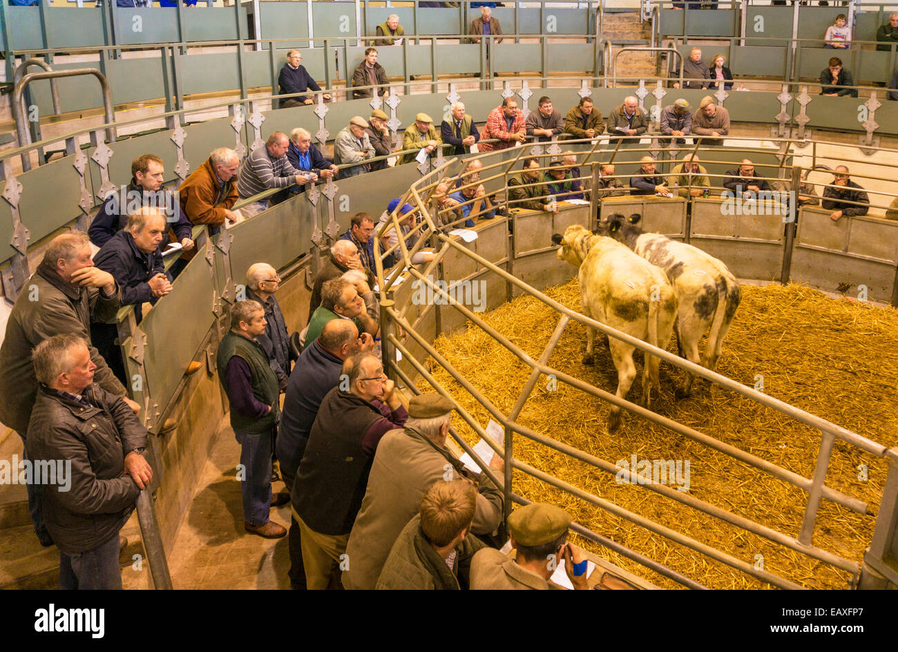 Bakewell Mercato del Bestiame Bakewell Peak District Derbyshire England Regno Unito GB EU Europe Foto Stock