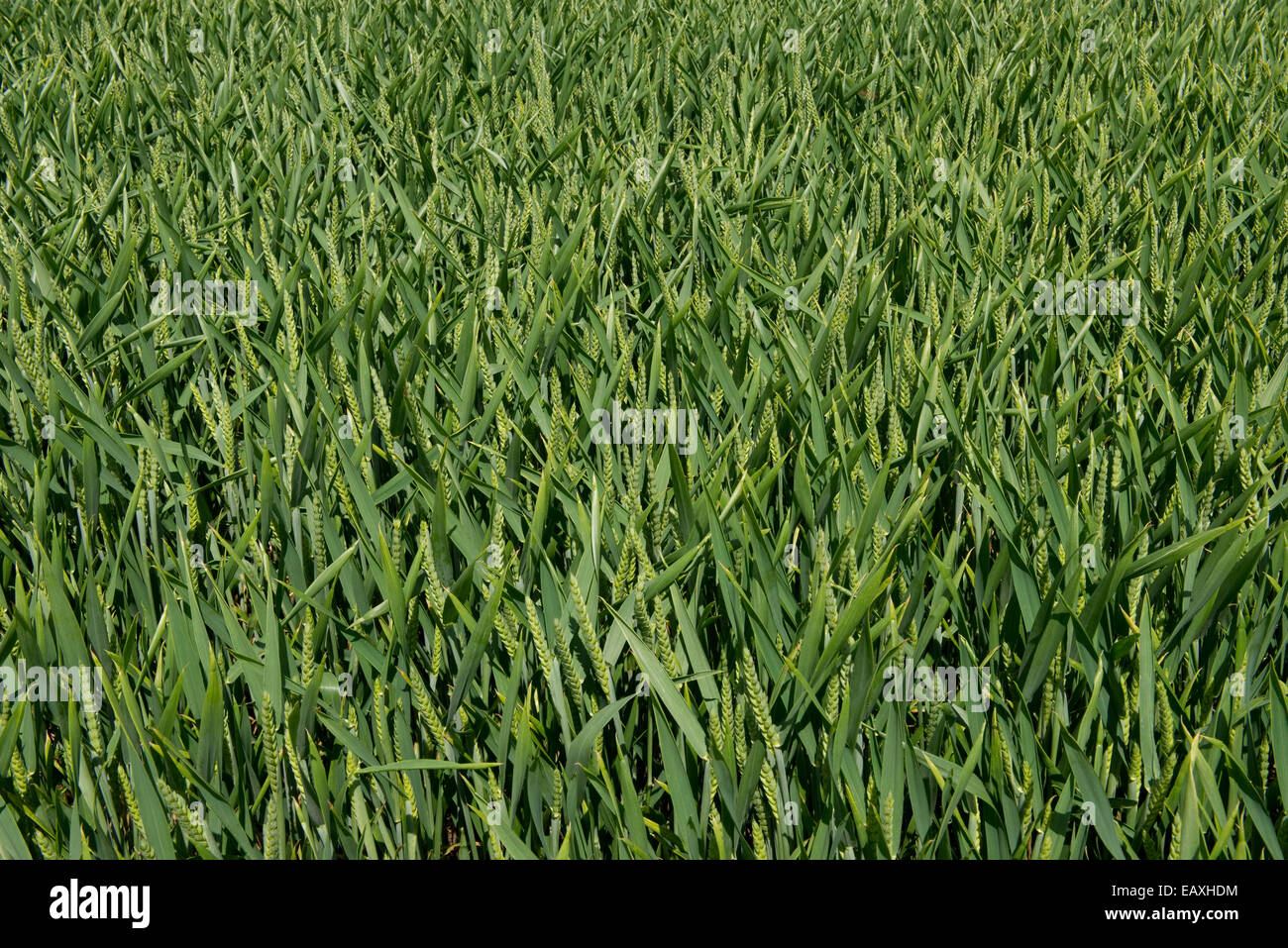 Una coltivazione di grano in giovani orecchio vicino al West Woodhay, Berkshire, Giugno Foto Stock