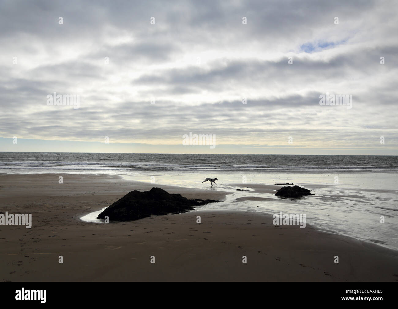 Mothecombe Beach, Devon, con un cane che corre attraverso la sabbia bagnata Foto Stock