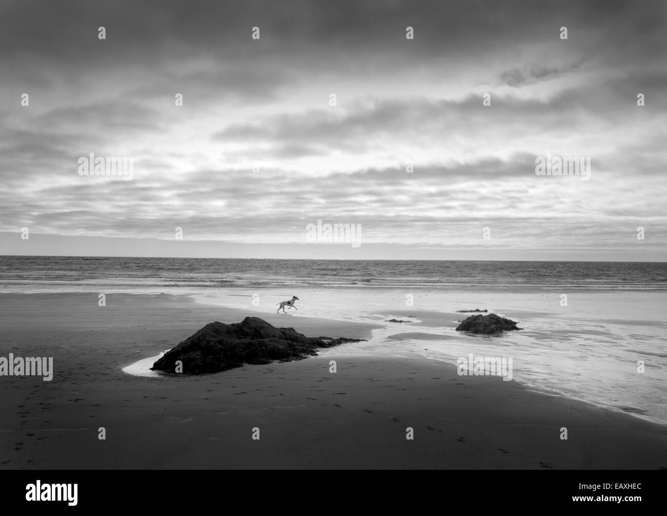 Mothecombe Beach, Devon, con un cane che corre attraverso la sabbia bagnata Foto Stock