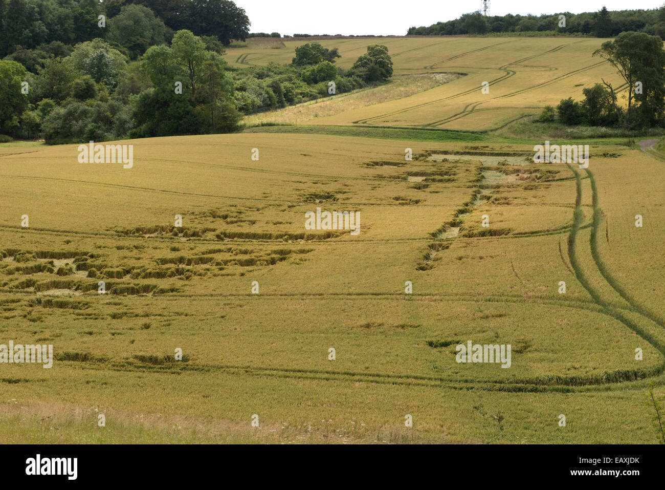 Presentate il raccolto di grano, parzialmente appiattita da una tempesta estiva, Berkshire, Luglio Foto Stock
