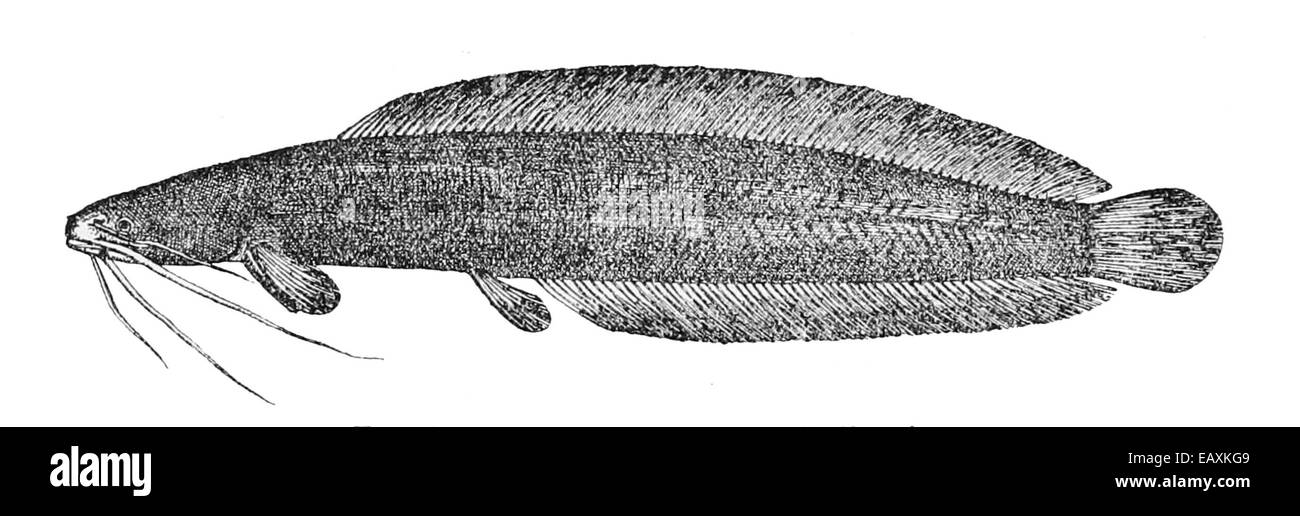 Clarias ebriensis è una specie di pesce gatto d'acqua dolce che si trova nei fiumi e nei torrenti dell'Africa occidentale. È conosciuta per le sue grandi dimensioni, il corpo allungato e i barbels simili a whisker. Questa specie si nutre di una varietà di organismi acquatici, tra cui pesci, insetti e detrito. Foto Stock
