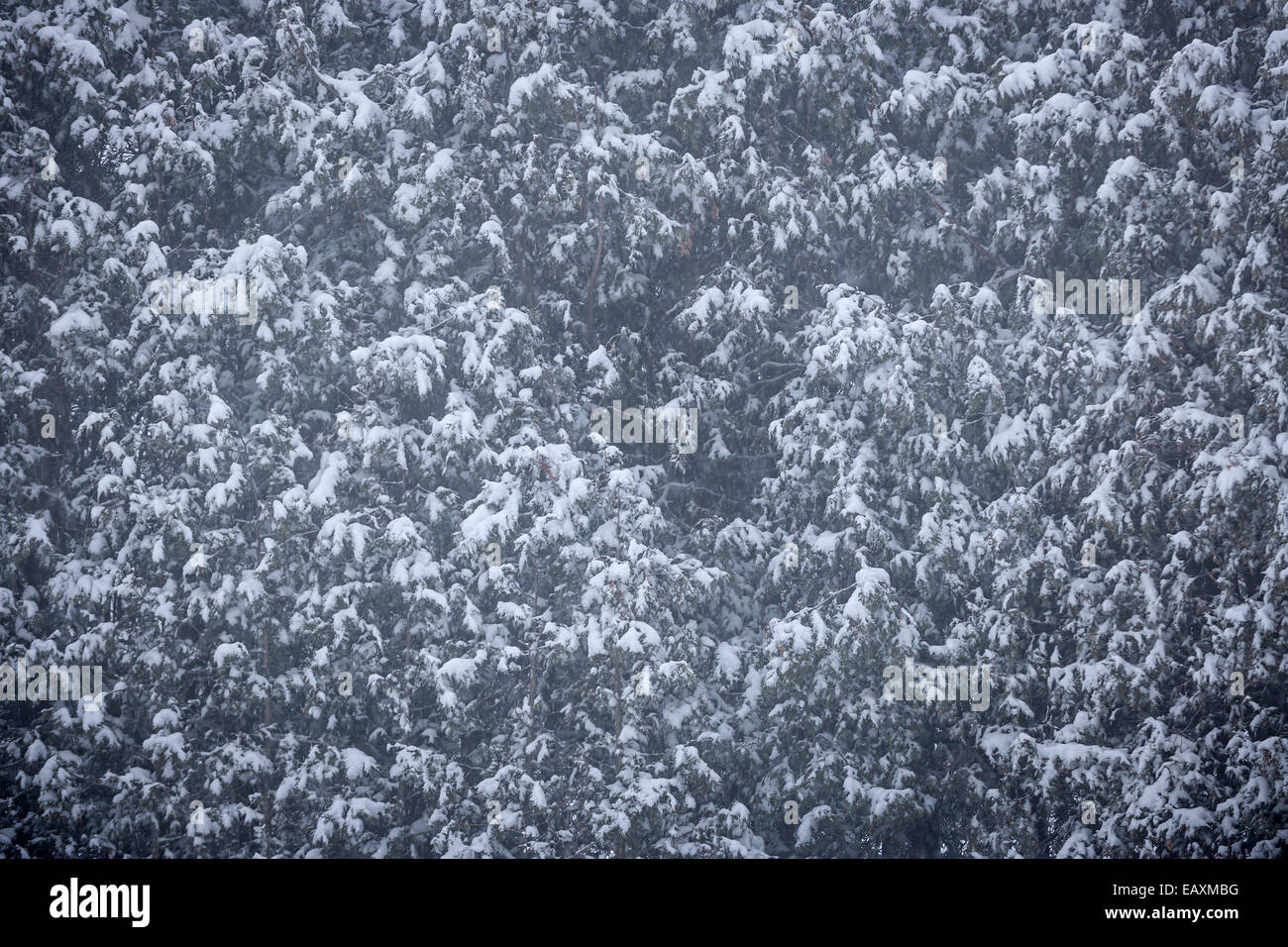 Sfondo di cedri ricoperta di neve durante la bufera di neve Foto Stock