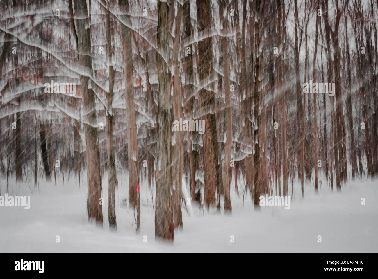 Abstract motion blur di inverno pineta tronchi durante la tempesta di neve creato dal movimento della fotocamera Foto Stock