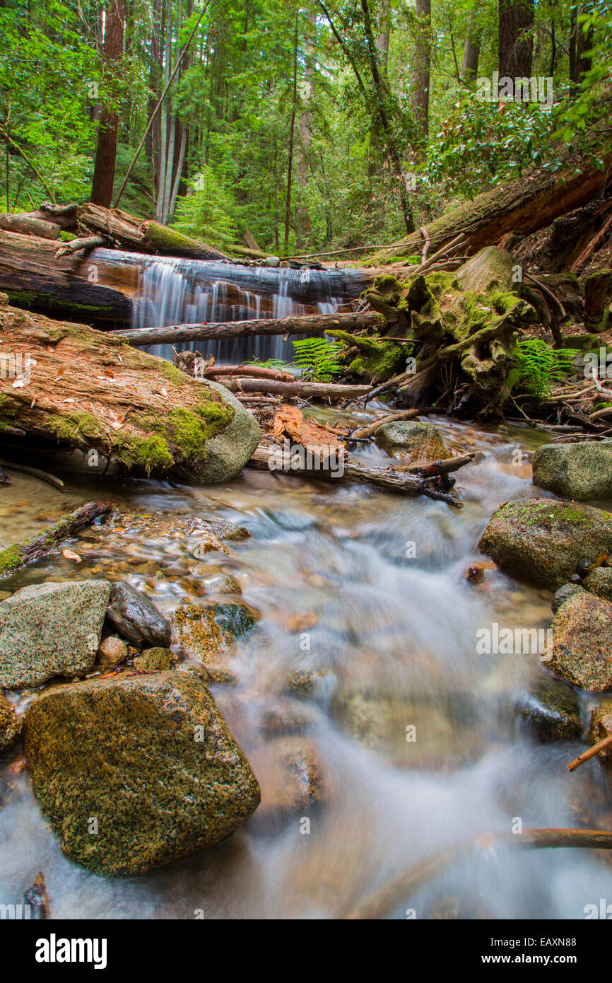 Una cascata che scorre sopra redwoods caduti in una fitta foresta naturale Foto Stock