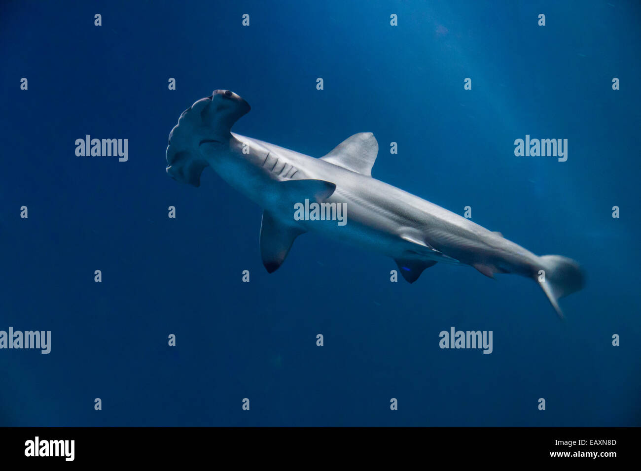 Giovani smerlata squalo martello su uno sfondo blu con striature chiare. Foto Stock