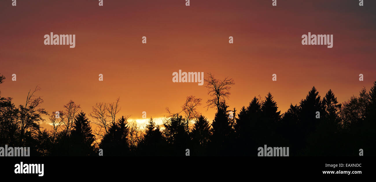 Struttura mista foresta silhouette. Riprese in condizioni di scarsa illuminazione. Foto Stock