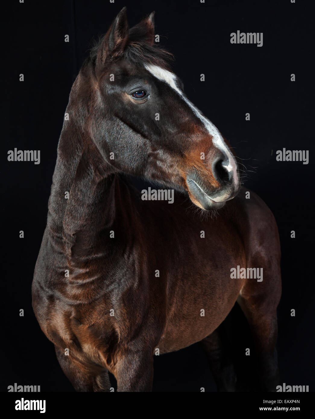 Ritratto di un cavallo marrone Holsteiner in studio con sfondo nero Foto Stock
