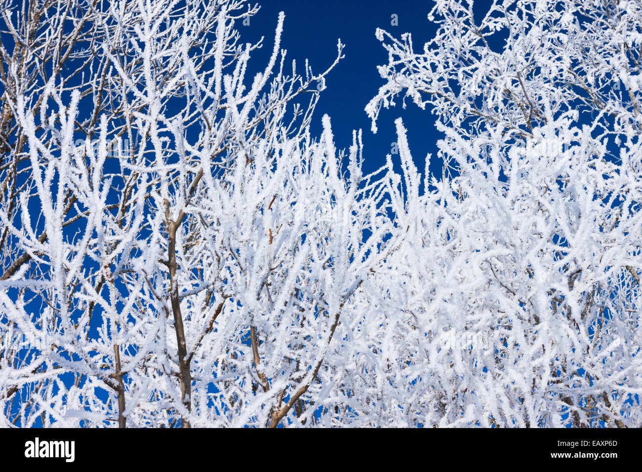 Primo piano dei rami di un albero, coperto di brina gelo contro un cielo blu Foto Stock