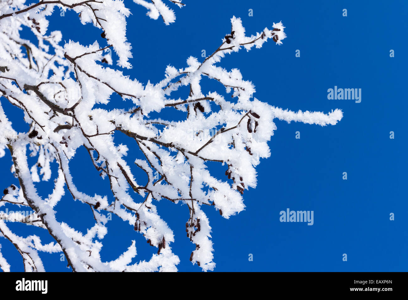 Primo piano dei rami di un albero, coperto di brina gelo contro un cielo blu Foto Stock