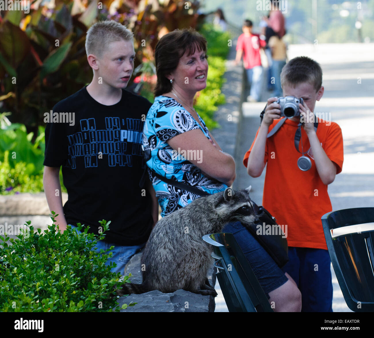 Raccoon in Stanley Park, Vancouver, Canada con i turisti e un ragazzo di scattare una fotografia Foto Stock