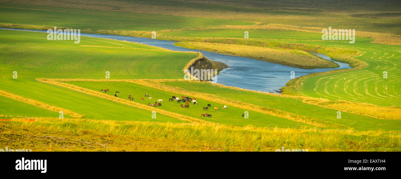 Bellissimo terreno coltivabile e serpeggiante fiume con i cavalli islandesi il pascolo in primo piano, Islanda Foto Stock