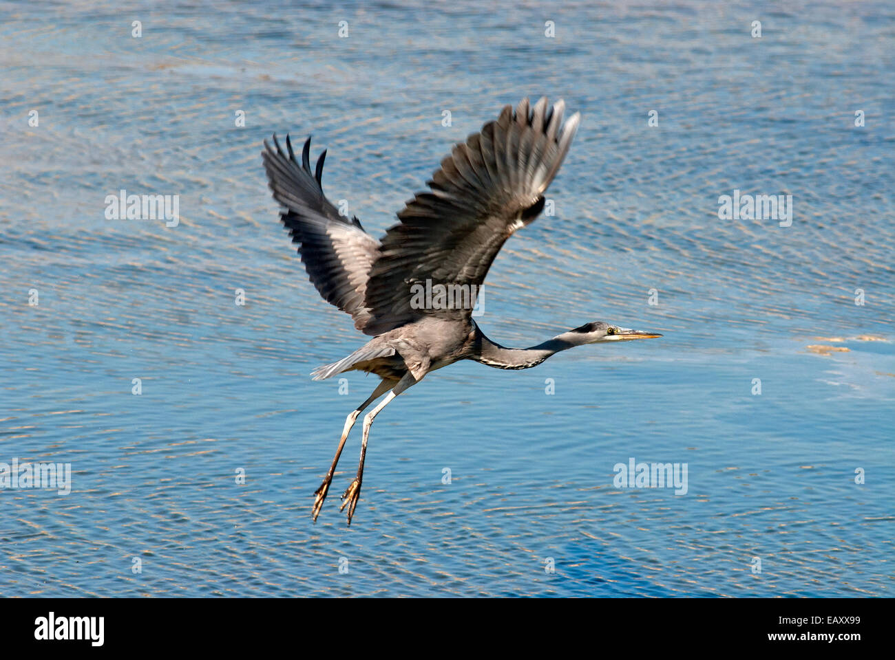Airone cinerino (Ardea cinerea) volare su un lago Foto Stock