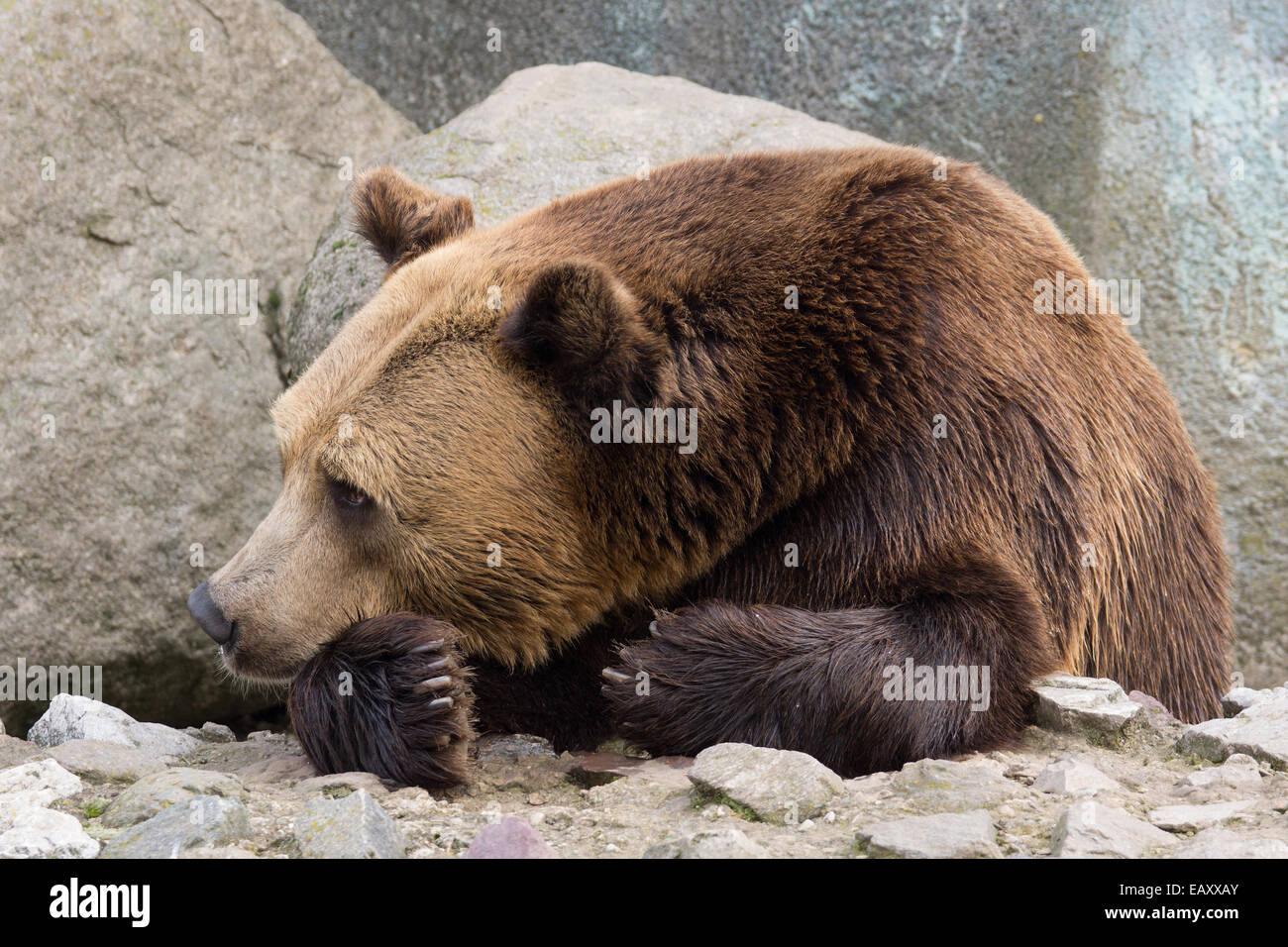 Orso bruno in appoggio sulle rocce Foto Stock