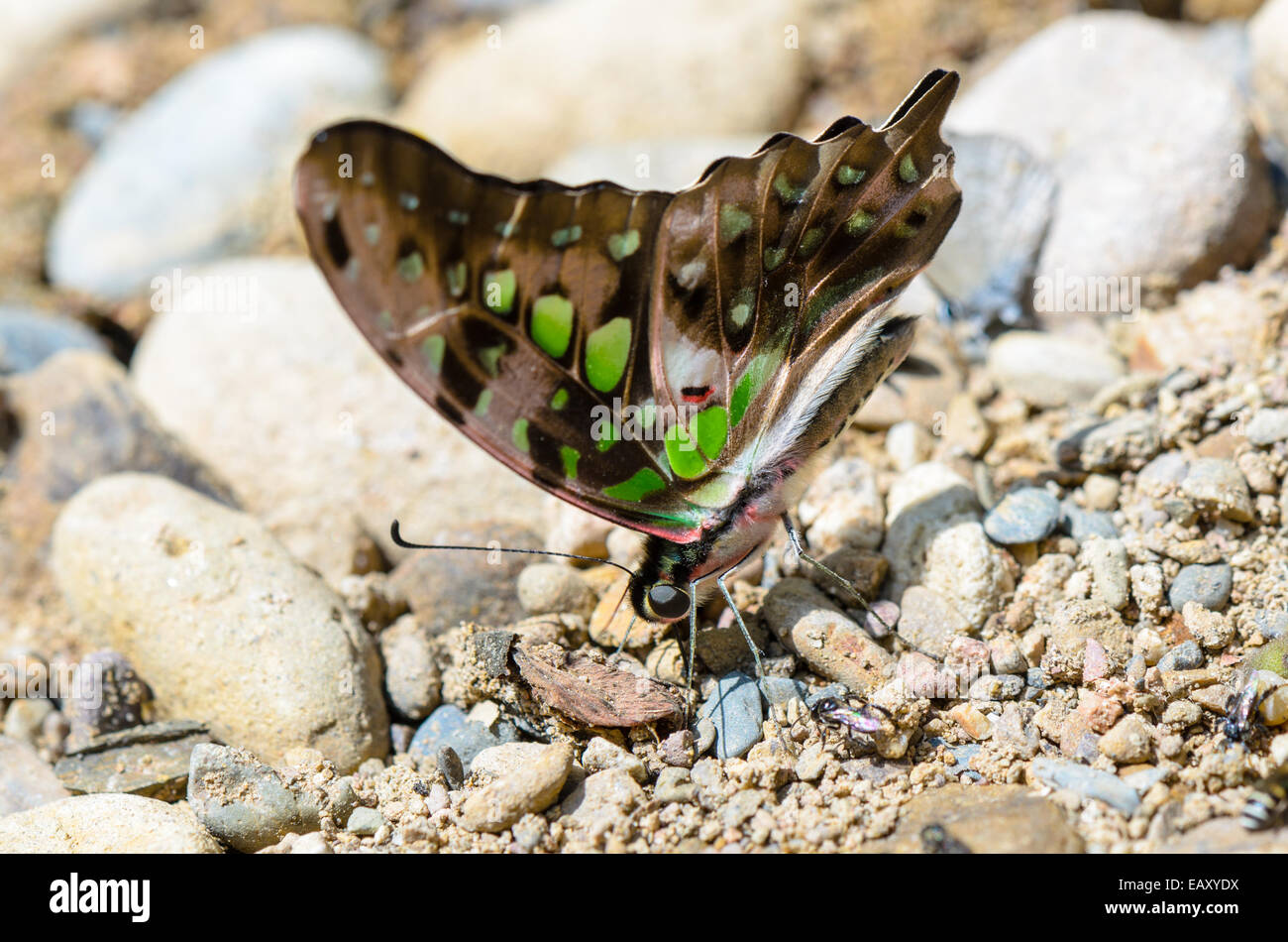 Close up Tailed Jay butterfly (Graphium Agamennone) con hanno macchie di verde sulle ali avanzamento sul terreno Foto Stock