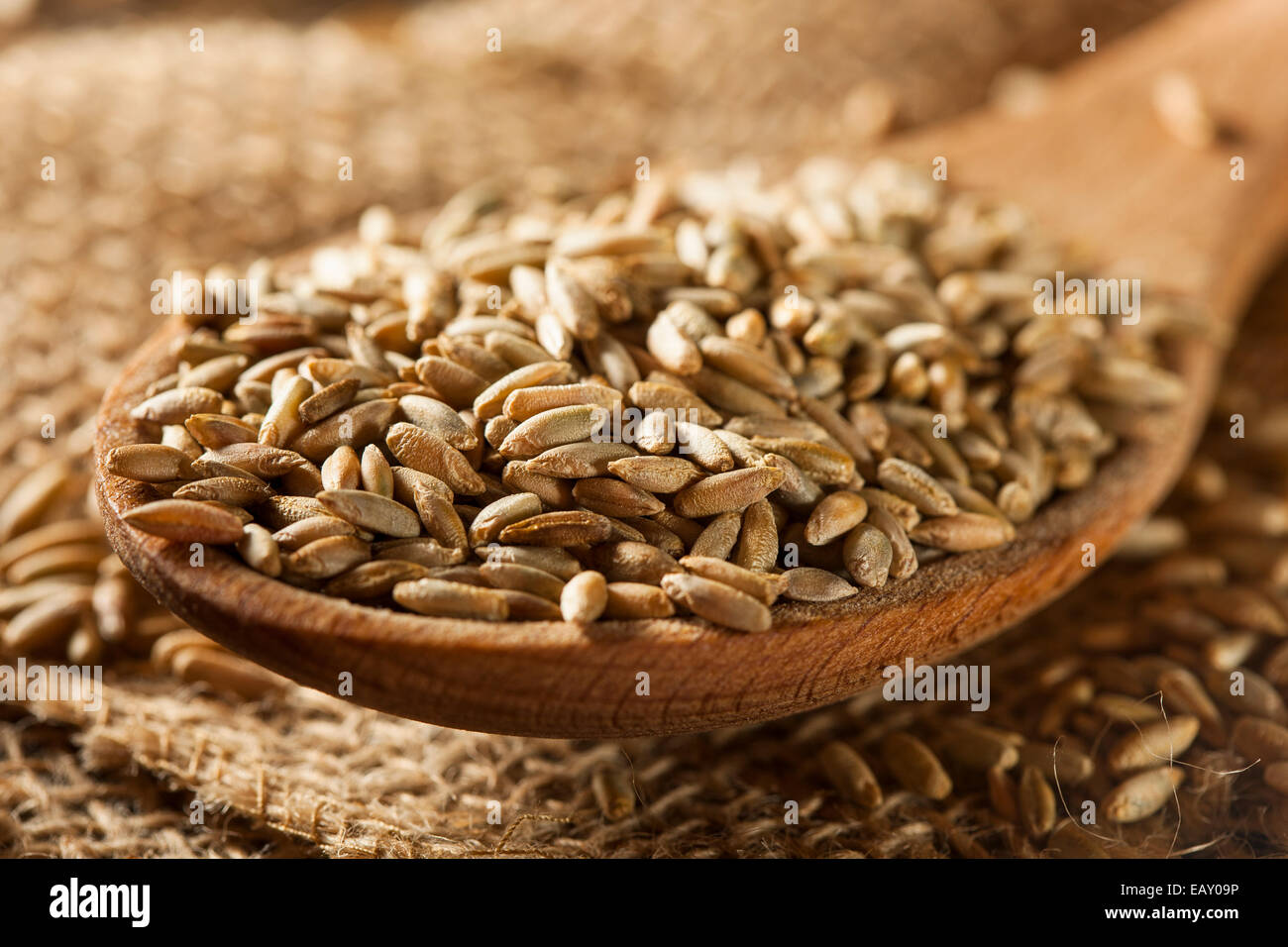 Organici grezzi secco segale grano in un cucchiaio Foto Stock