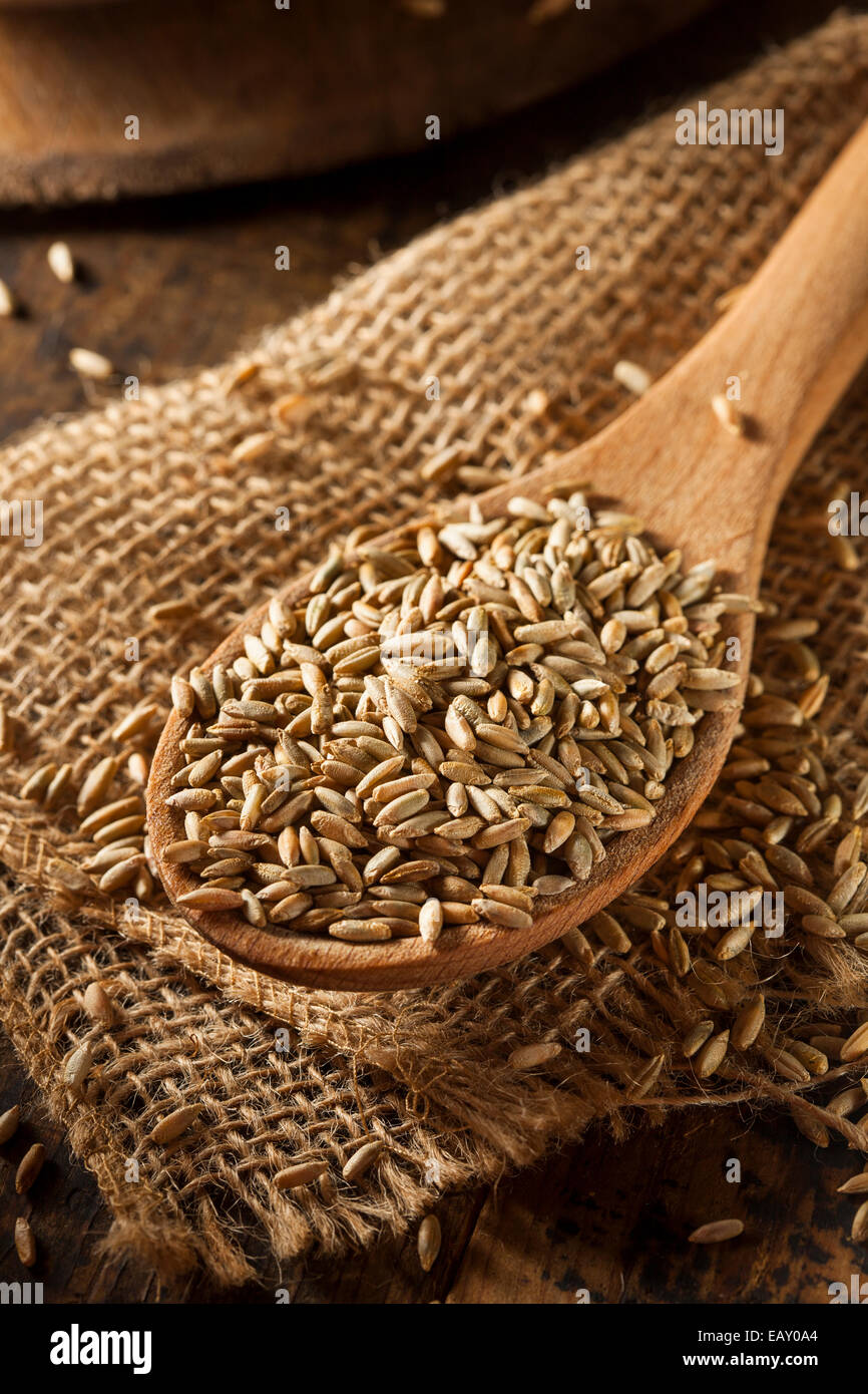 Organici grezzi secco segale grano in un cucchiaio Foto Stock