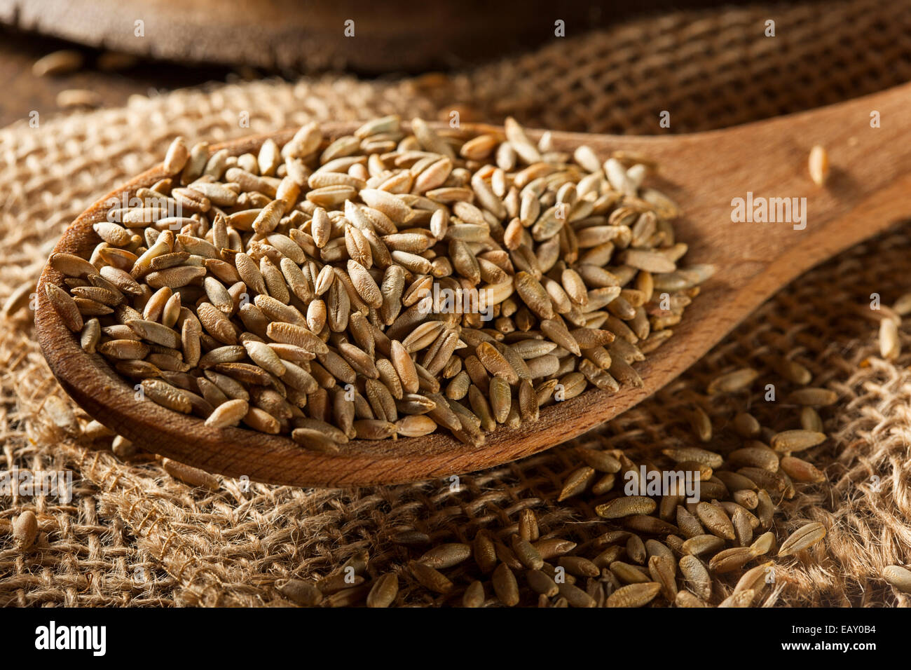 Organici grezzi secco segale grano in un cucchiaio Foto Stock