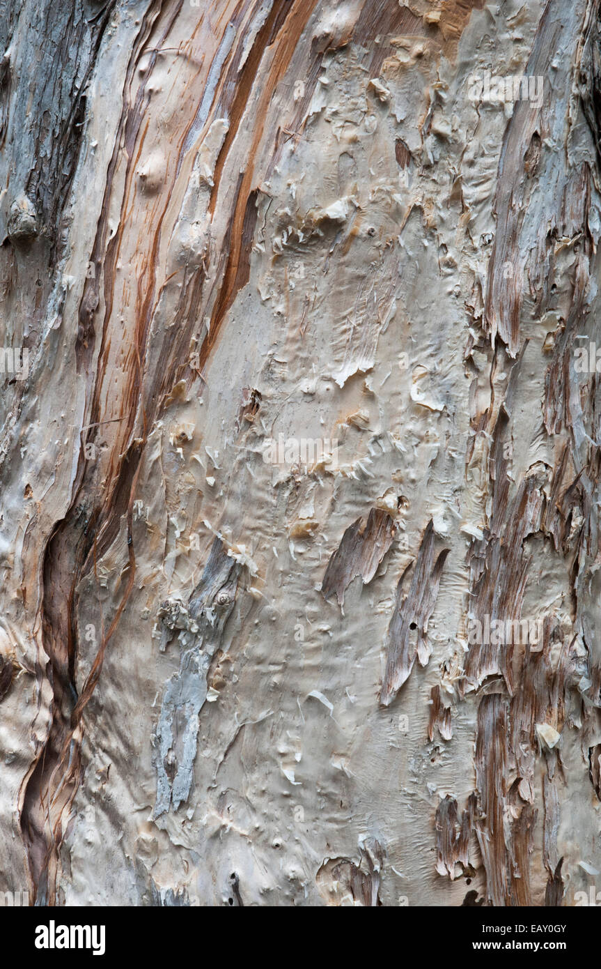 Paperbark tree-texture trunk a Caloundra, Sunshine Coast Foto Stock