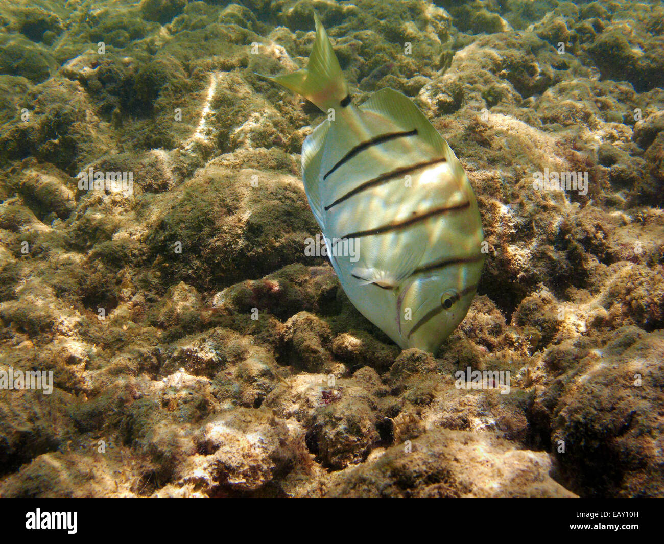 Condannare il codolo (Acanthurus triostegus), Hanauma Bay Nature Preserve, Oahu, Hawaii, Stati Uniti d'America - underwater Foto Stock