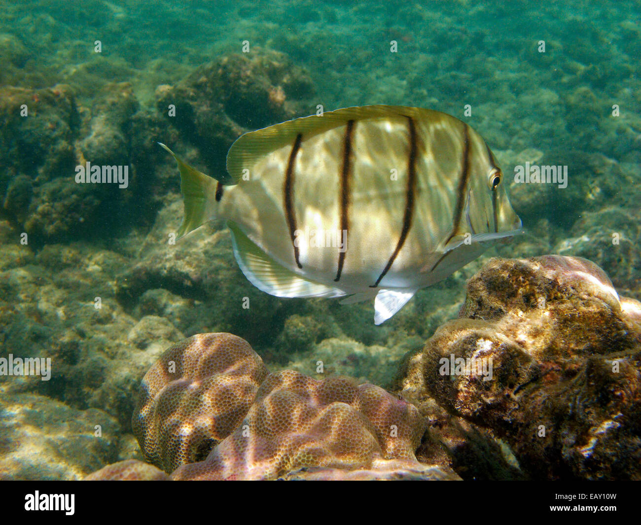 Condannare il codolo (Acanthurus triostegus), Hanauma Bay Nature Preserve, Oahu, Hawaii, Stati Uniti d'America - underwater Foto Stock