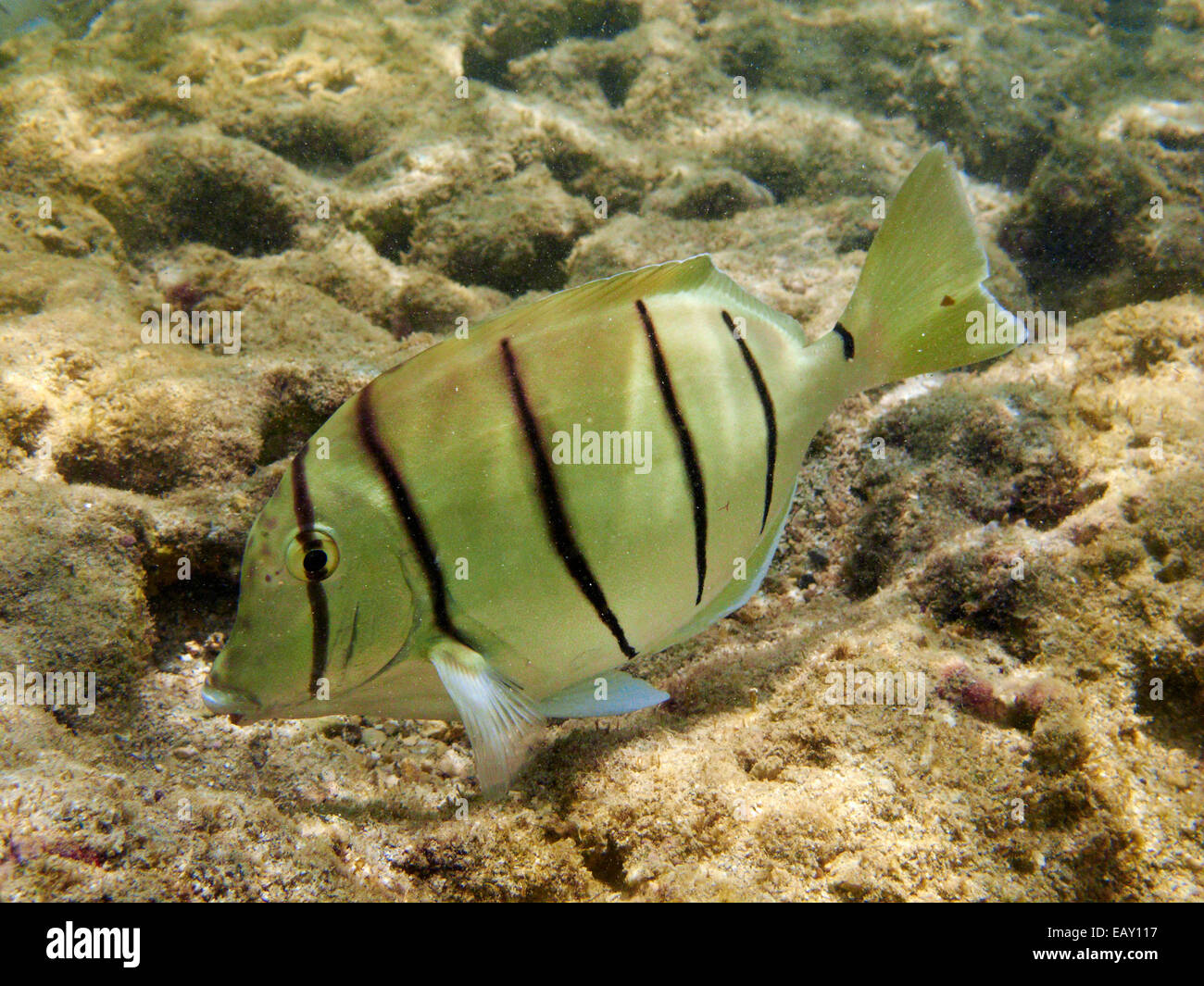 Condannare il codolo (Acanthurus triostegus), Hanauma Bay Nature Preserve, Oahu, Hawaii, Stati Uniti d'America - underwater Foto Stock