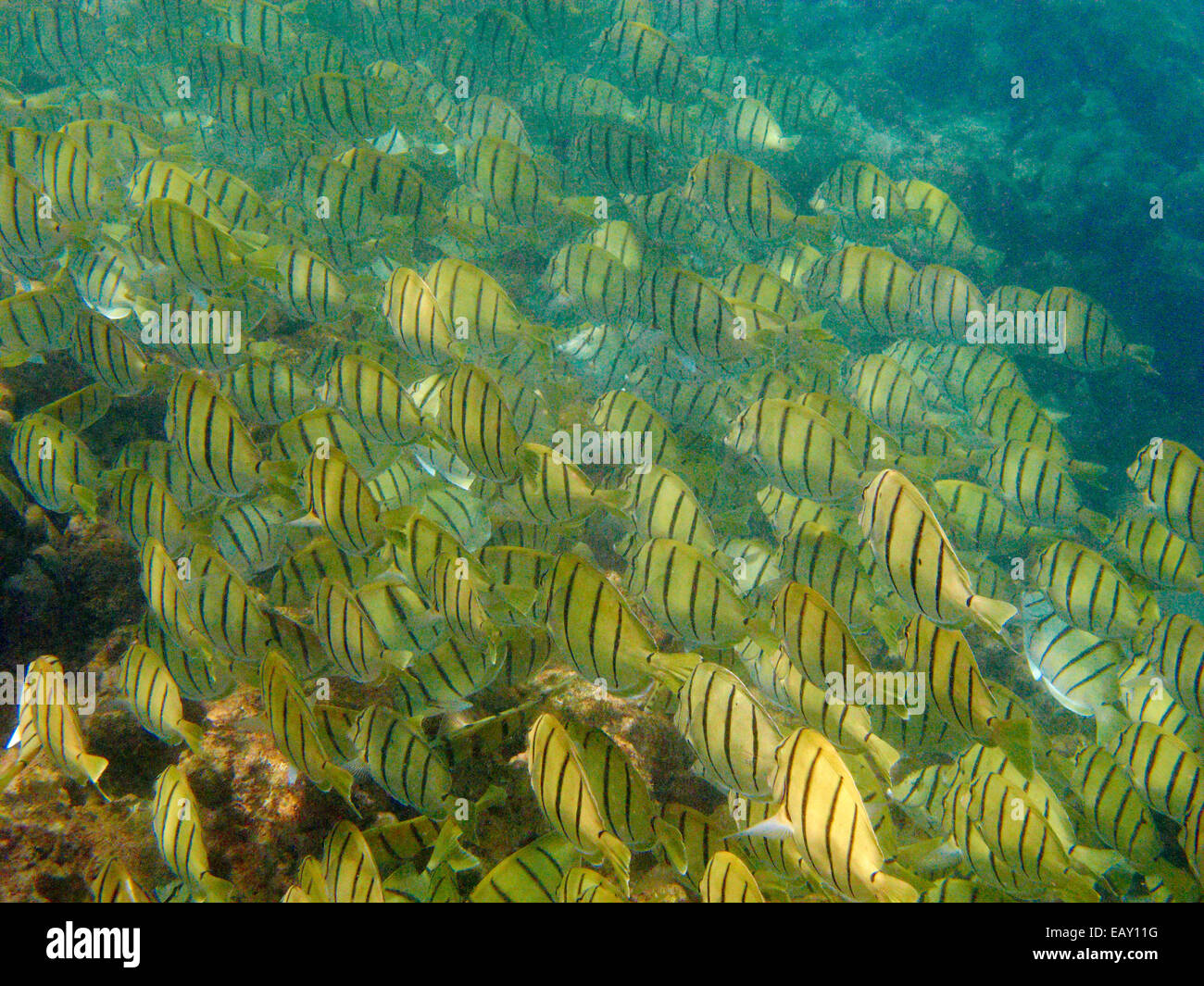 Scuola di condannare i codoli (Acanthurus triostegus), Hanauma Bay Nature Preserve, Oahu, Hawaii, Stati Uniti d'America - underwater Foto Stock