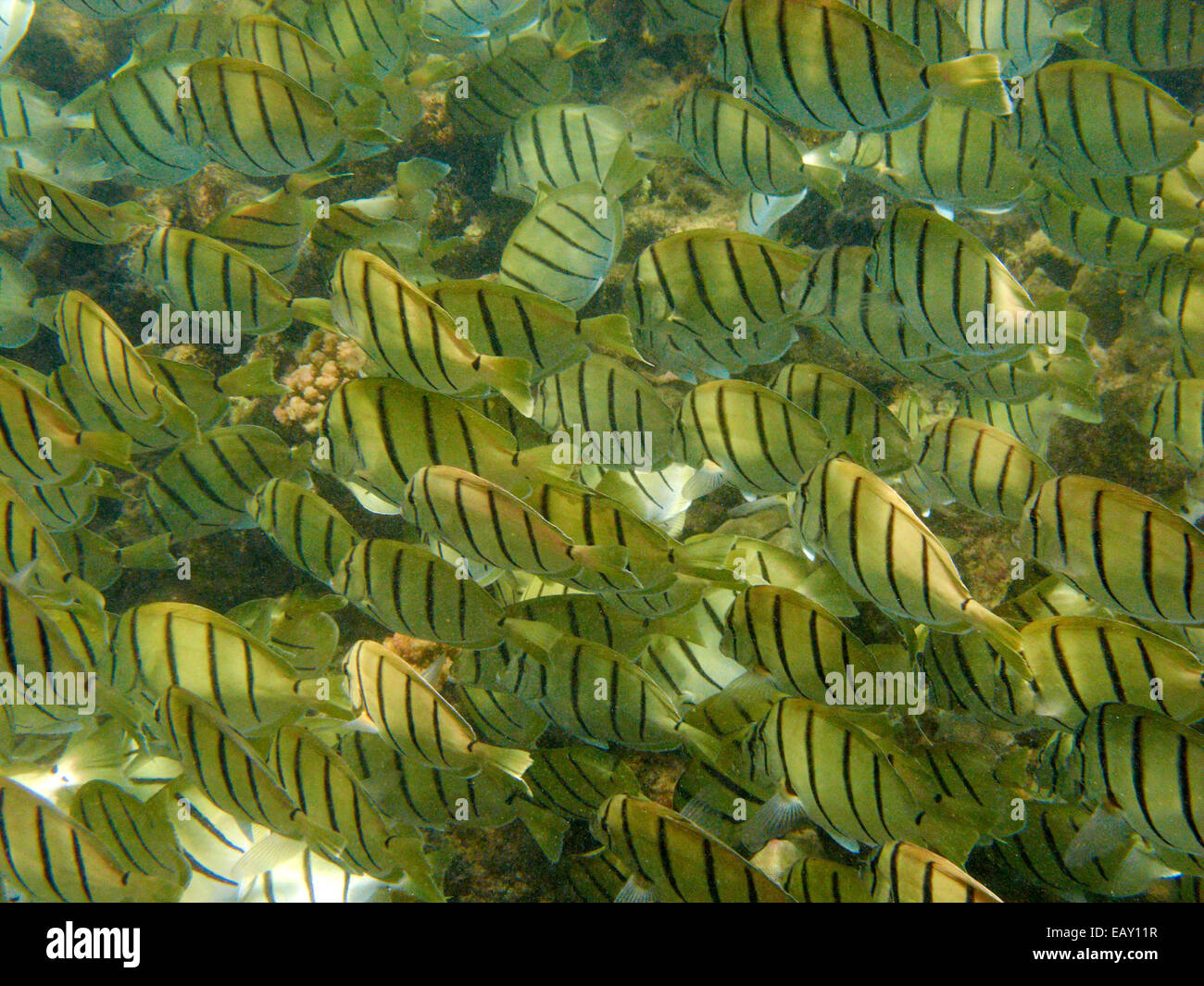 Scuola di condannare i codoli (Acanthurus triostegus), Hanauma Bay Nature Preserve, Oahu, Hawaii, Stati Uniti d'America - underwater Foto Stock