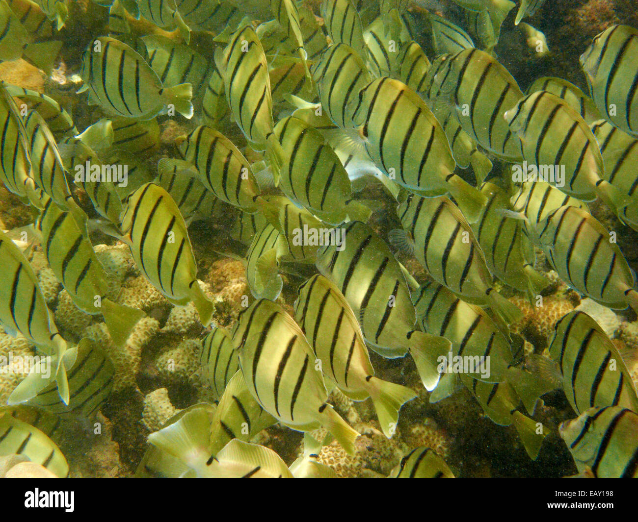 Scuola di condannare i codoli (Acanthurus triostegus), Hanauma Bay Nature Preserve, Oahu, Hawaii, Stati Uniti d'America - underwater Foto Stock