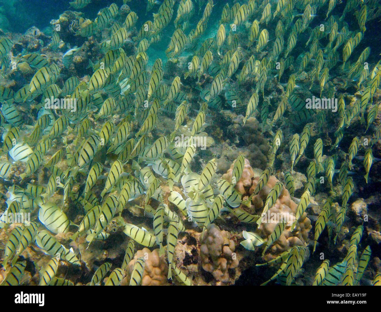 Scuola di condannare i codoli (Acanthurus triostegus), Hanauma Bay Nature Preserve, Oahu, Hawaii, Stati Uniti d'America - underwater Foto Stock