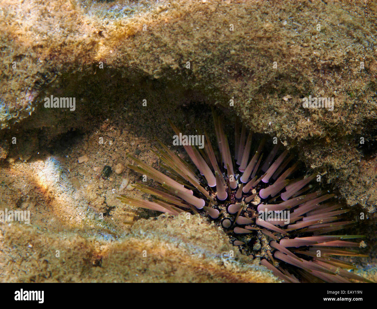 Ricci di mare, Hanauma Bay Nature Preserve, Oahu, Hawaii, Stati Uniti d'America - underwater Foto Stock