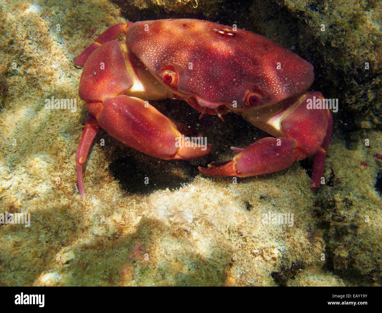 Il Granchio convessa ( Carpilius convexus ), Hanauma Bay Nature Preserve, Oahu, Hawaii, Stati Uniti d'America - underwater Foto Stock