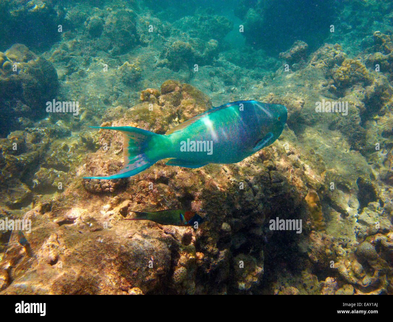 Pesci pappagallo Redlip (Scarus rubroviolaceus), Hanauma Bay Nature Preserve, Oahu, Hawaii, Stati Uniti d'America - underwater Foto Stock