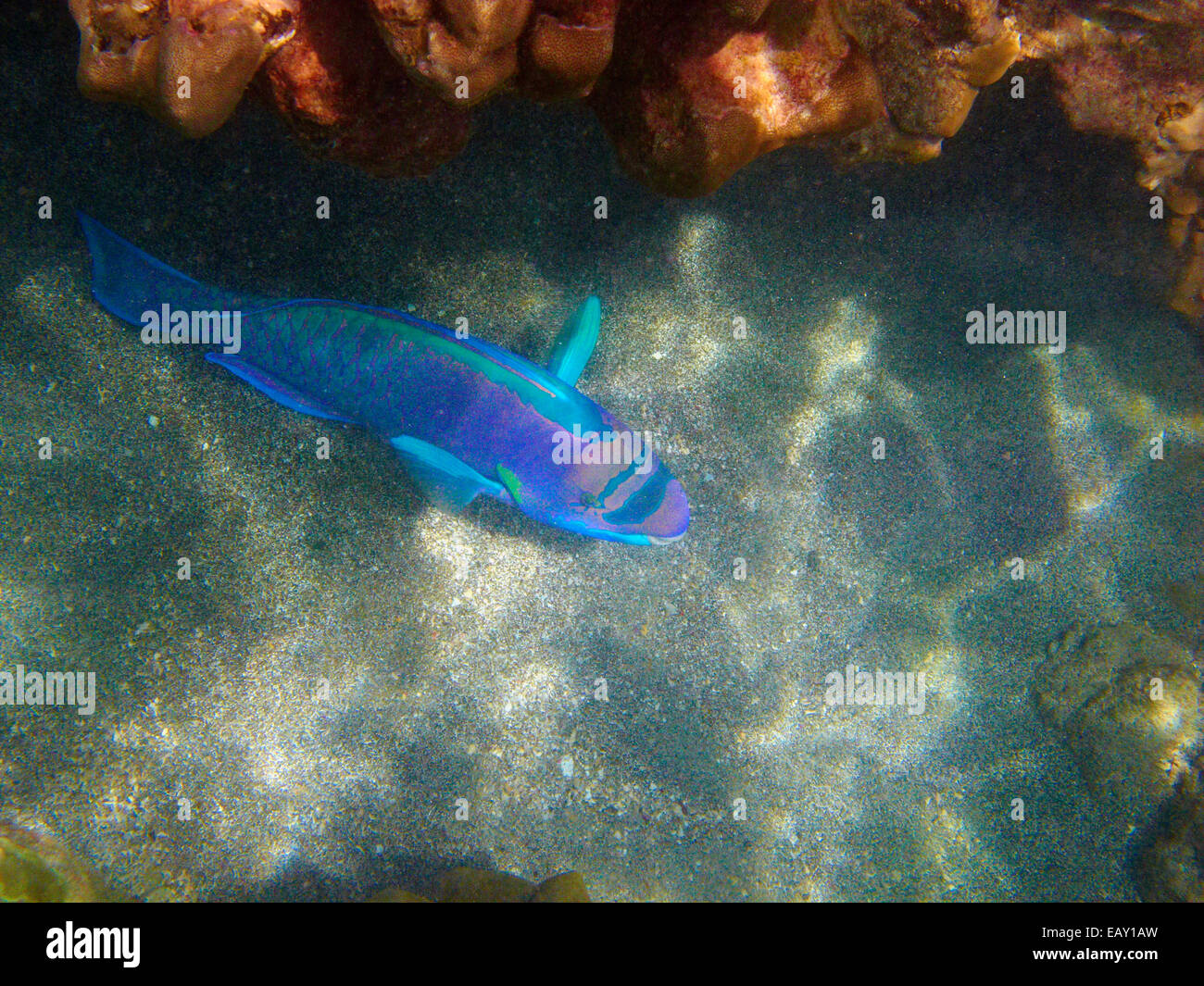 Spectacled pesci pappagallo ( Chlorurus perspicillatus ), Hanauma Bay Nature Preserve, Oahu, Hawaii, Stati Uniti d'America - underwater Foto Stock