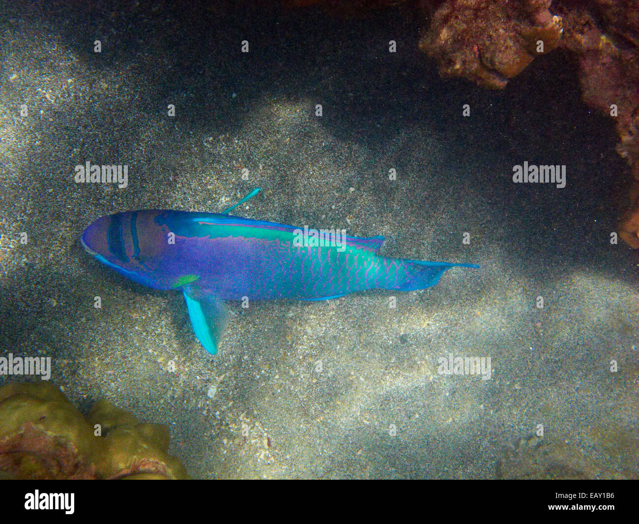 Spectacled pesci pappagallo ( Chlorurus perspicillatus ), Hanauma Bay Nature Preserve, Oahu, Hawaii, Stati Uniti d'America - underwater Foto Stock
