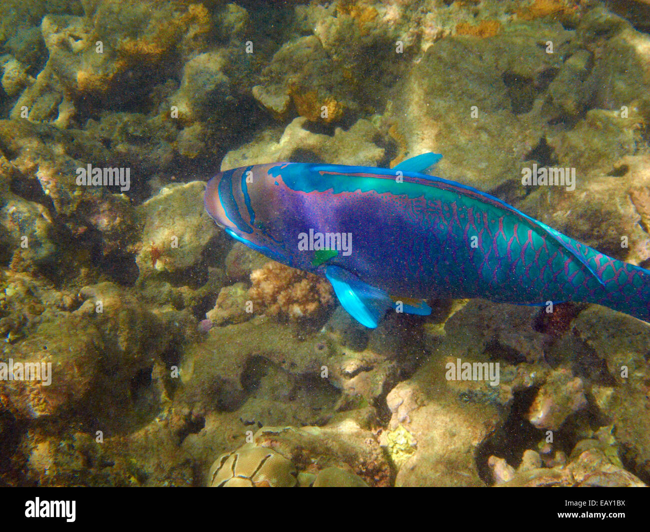 Spectacled pesci pappagallo ( Chlorurus perspicillatus ), Hanauma Bay Nature Preserve, Oahu, Hawaii, Stati Uniti d'America - underwater Foto Stock